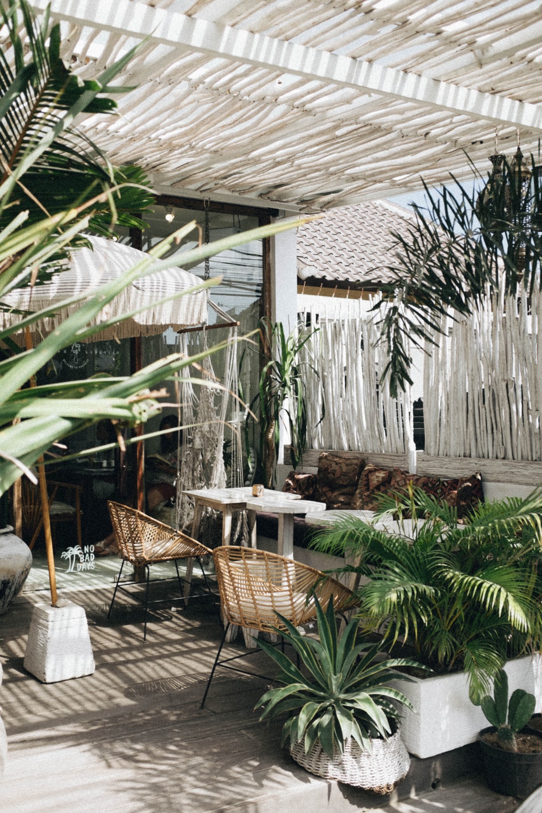 Plantas que no dejan fluir la energía en el hogar